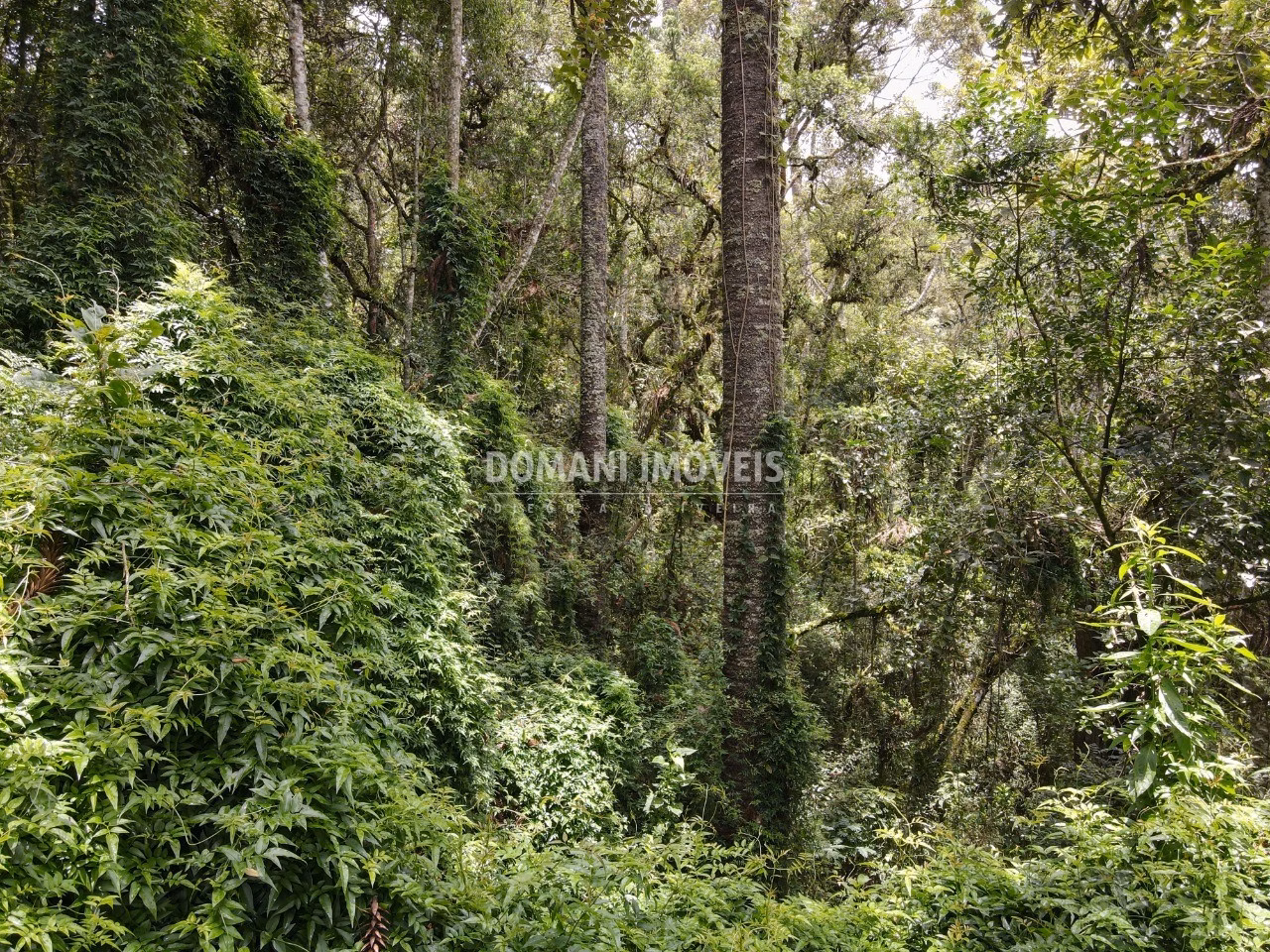 Plot of 1,950 m² in Campos do Jordão, SP, Brazil