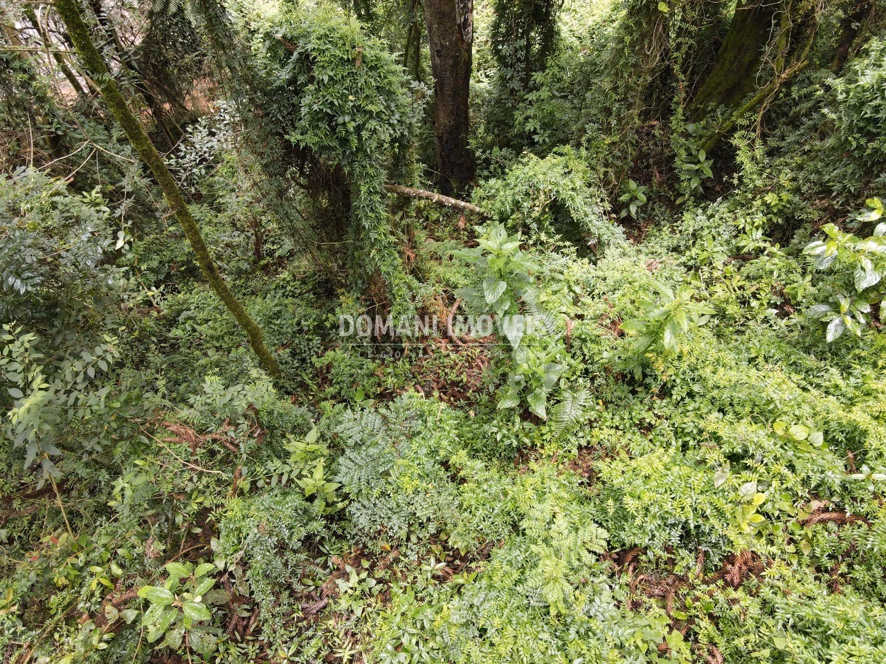Plot of 1,950 m² in Campos do Jordão, SP, Brazil
