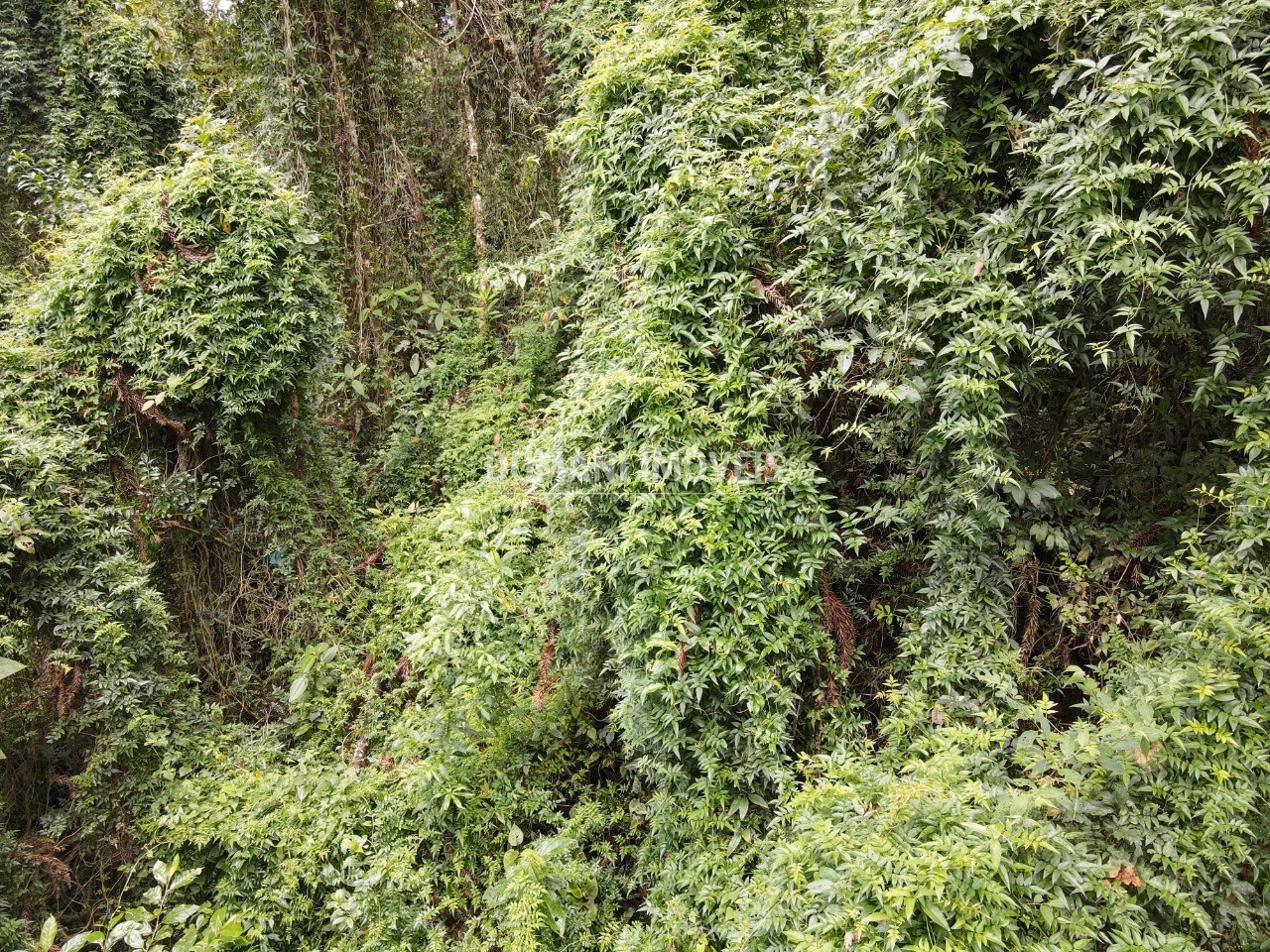 Plot of 1,950 m² in Campos do Jordão, SP, Brazil