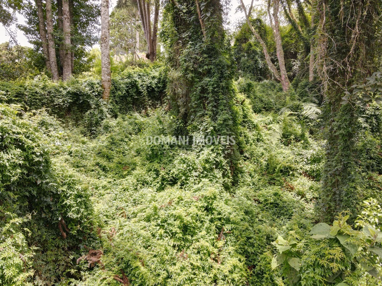 Terreno de 1.950 m² em Campos do Jordão, SP