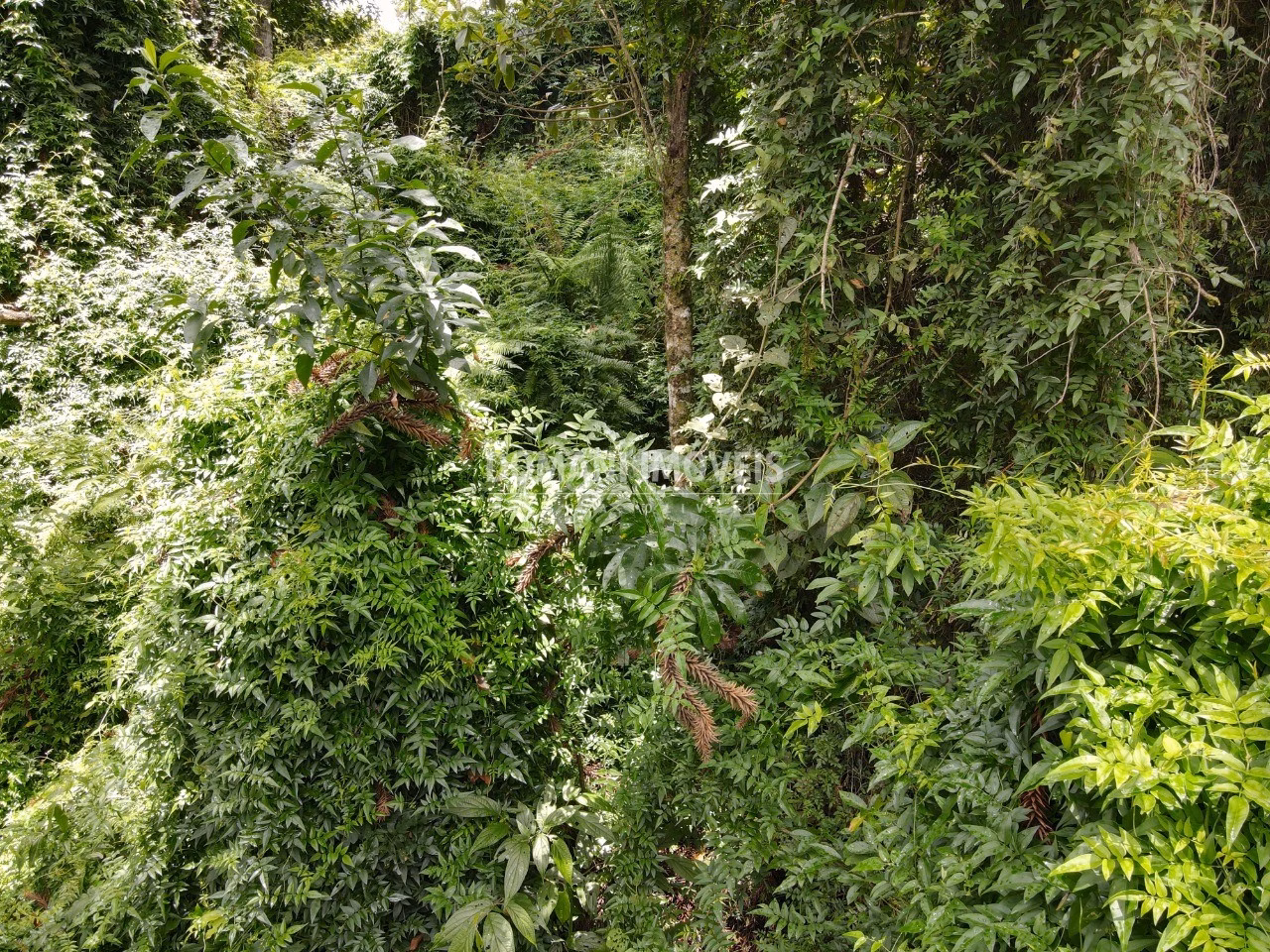 Plot of 1,950 m² in Campos do Jordão, SP, Brazil