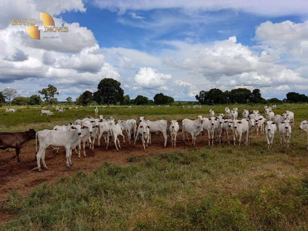 Farm of 914 acres in Poconé, MT, Brazil