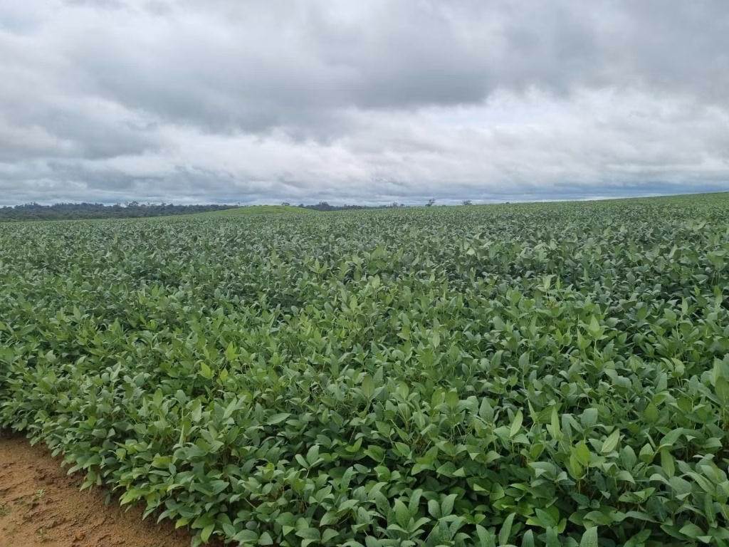 Fazenda de 930 ha em Porto Velho, RO