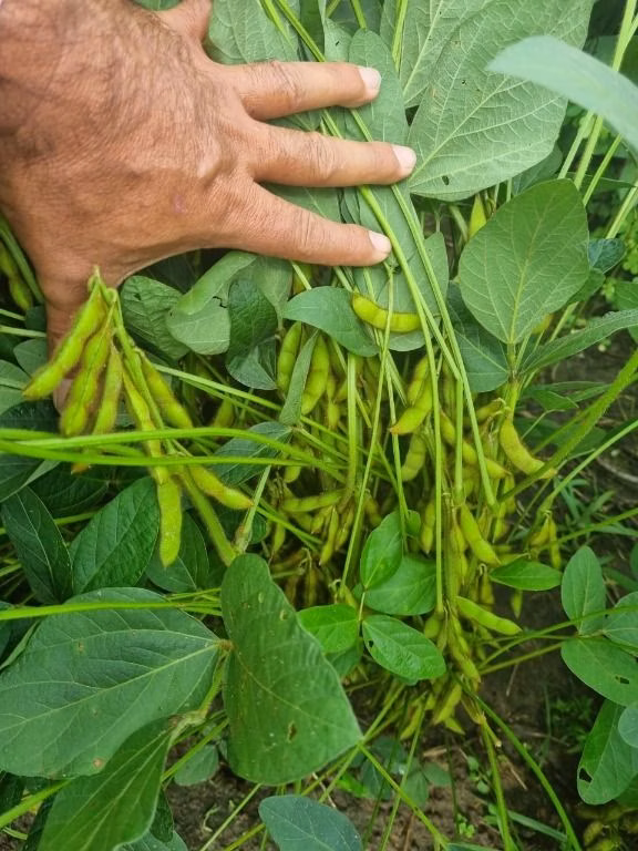 Fazenda de 930 ha em Porto Velho, RO