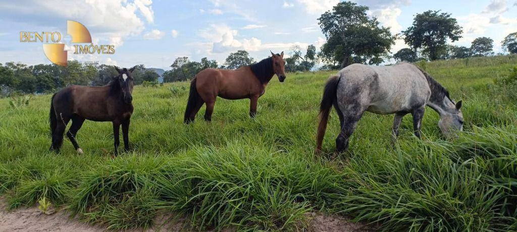 Fazenda de 912 ha em Tesouro, MT