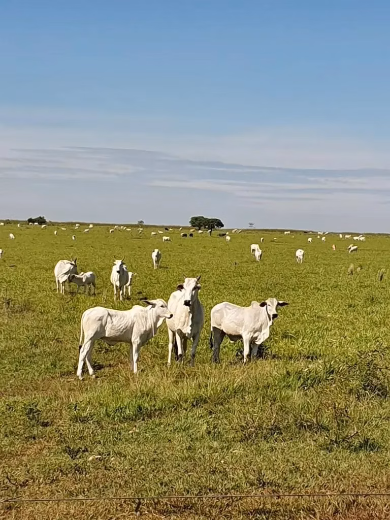 Fazenda à venda de 12.300 ha em San Pedro de Ycuamandiyú, Paraguai