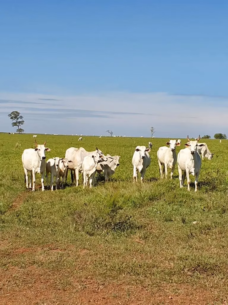 Fazenda à venda de 12.300 ha em San Pedro de Ycuamandiyú, Paraguai