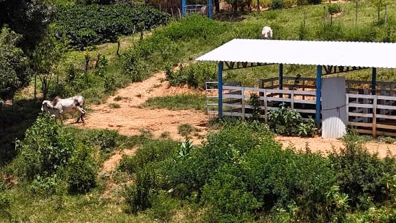 Small farm of 3 acres in Capitólio, MG, Brazil