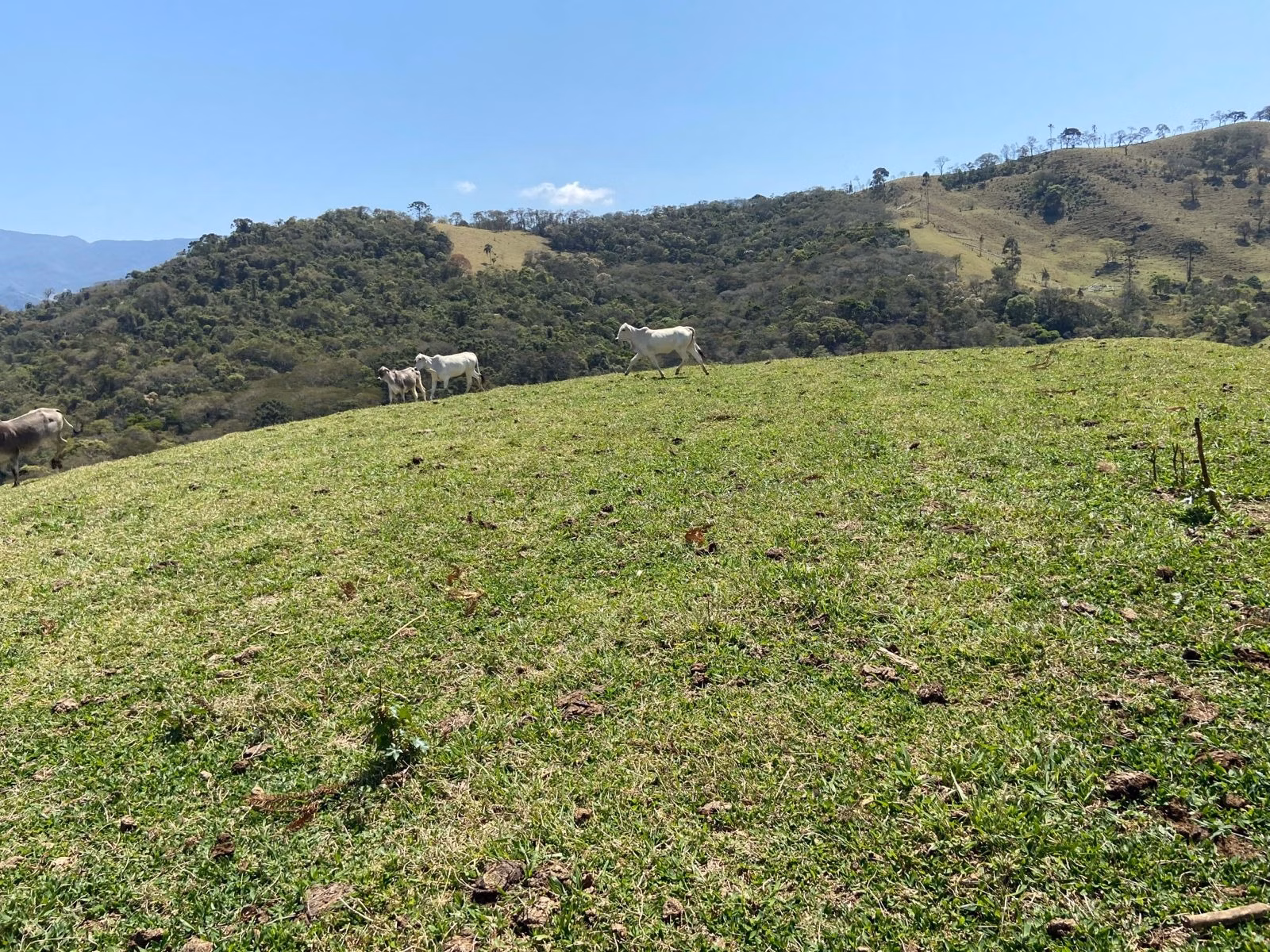 Terreno de 17 ha em Sapucaí-Mirim, MG
