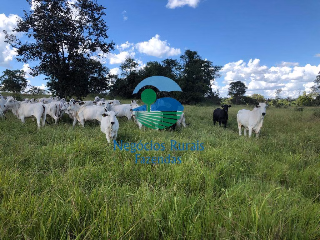 Fazenda de 314 ha em Mara Rosa, GO