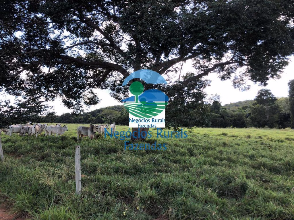 Fazenda de 314 ha em Mara Rosa, GO