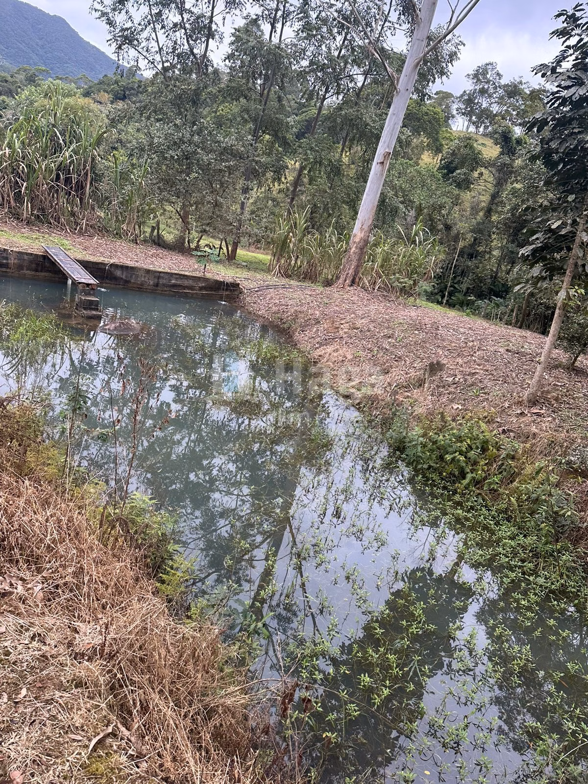 Fazenda de 19 ha em Canelinha, SC