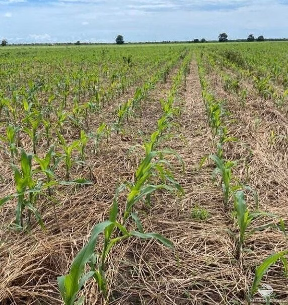Fazenda de 2.800 ha em Porto Alegre do Norte, MT