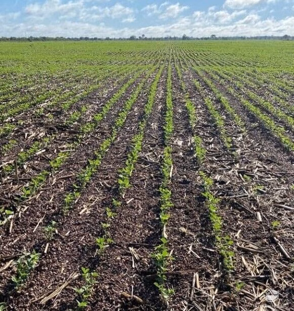 Fazenda de 2.800 ha em Porto Alegre do Norte, MT