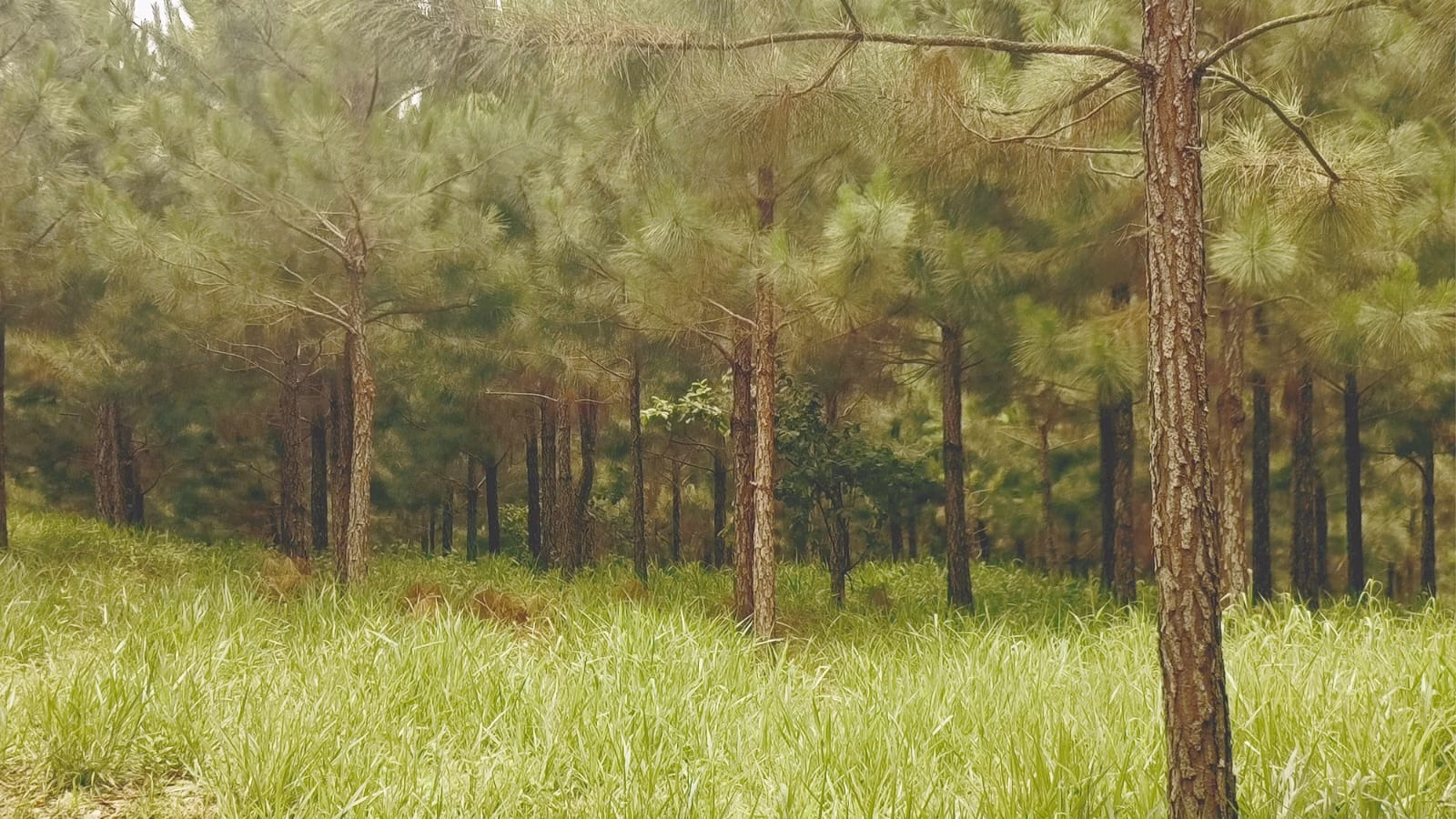 Fazenda de 581 ha em São Miguel Arcanjo, SP