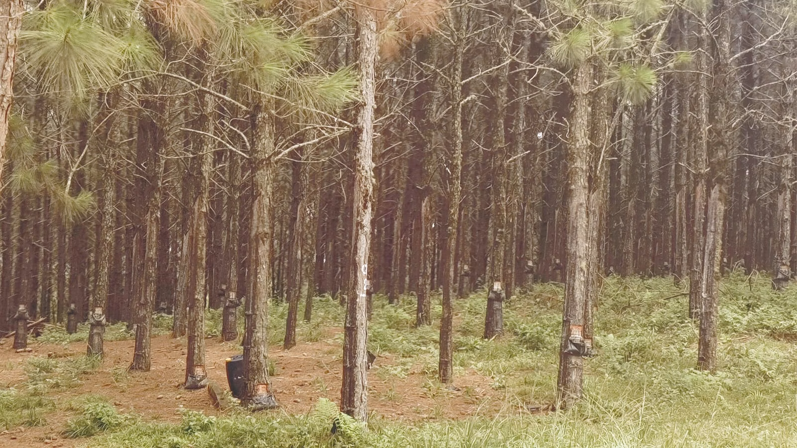 Fazenda de 581 ha em São Miguel Arcanjo, SP