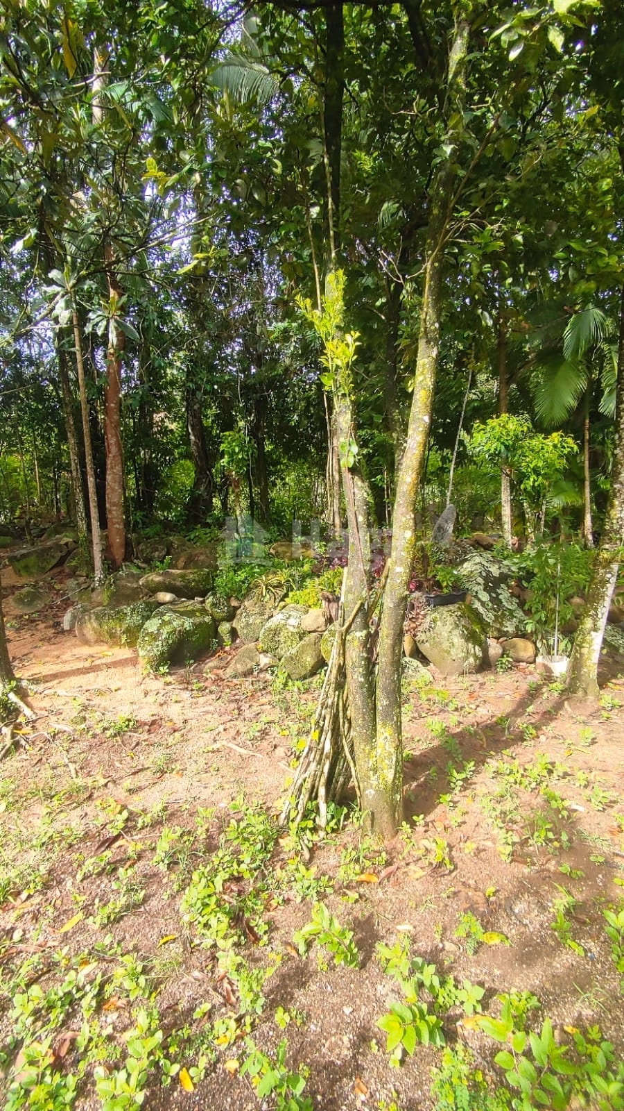 Chácara de 900 m² em São João Batista, SC