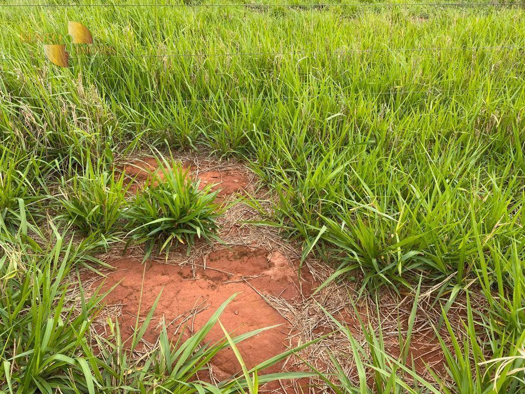 Fazenda de 570 ha em Primavera do Leste, MT