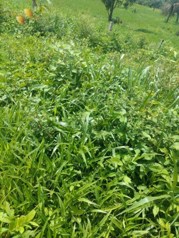 Farm of 1,606 acres in Poxoréu, MT, Brazil