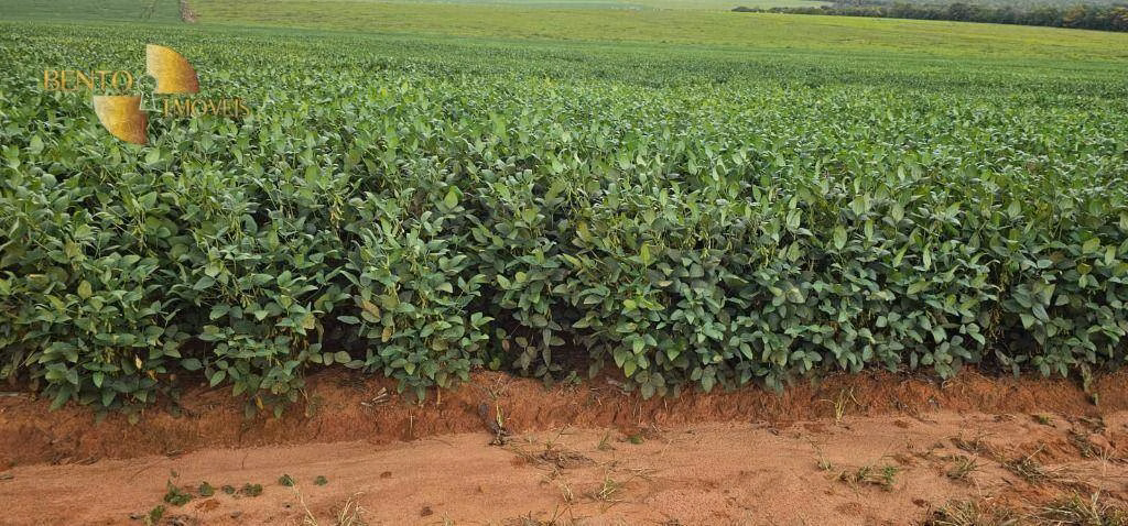 Fazenda de 728 ha em Nova Maringá, MT
