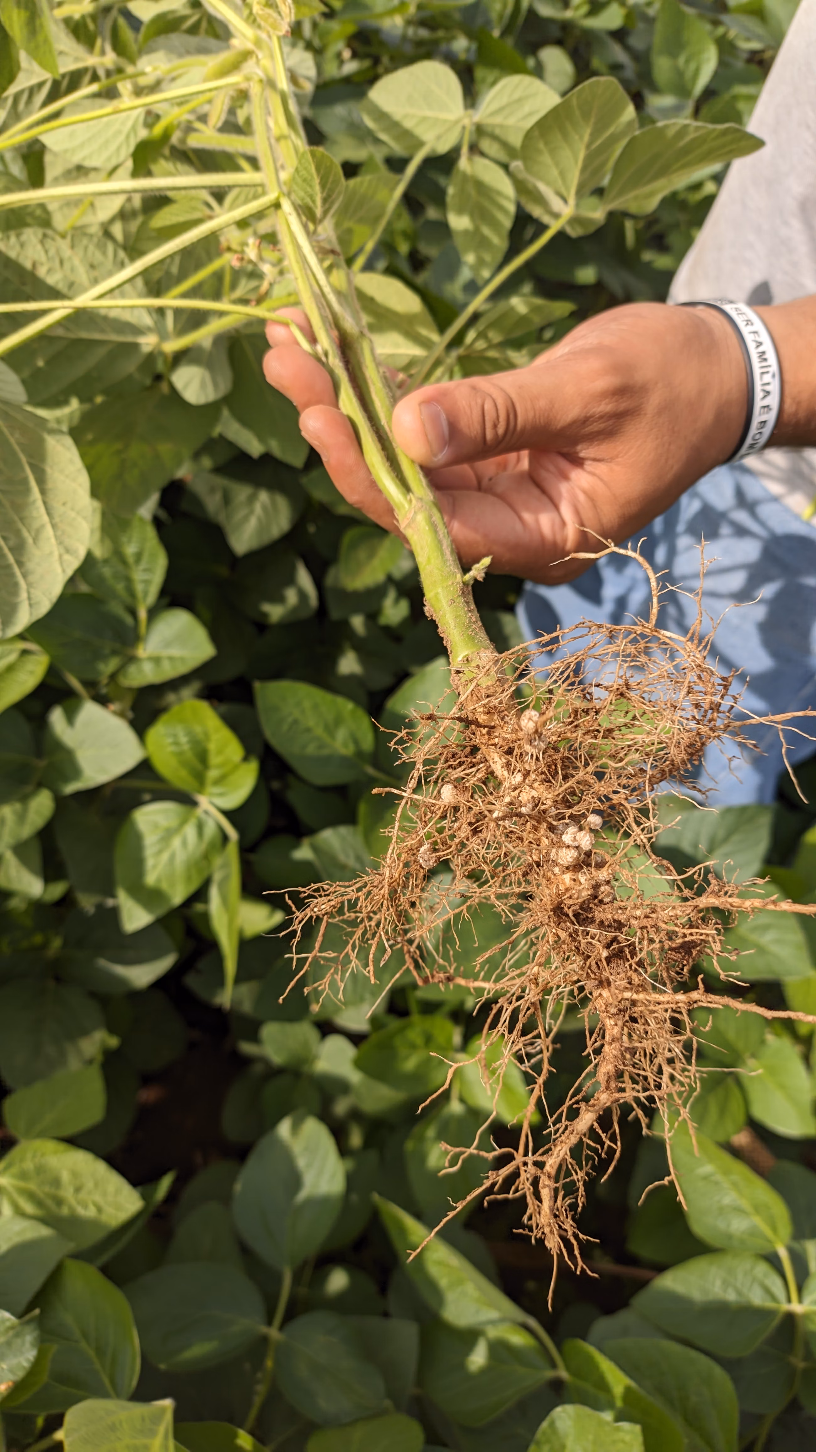 Fazenda à venda de 400 ha em Caracol, MS