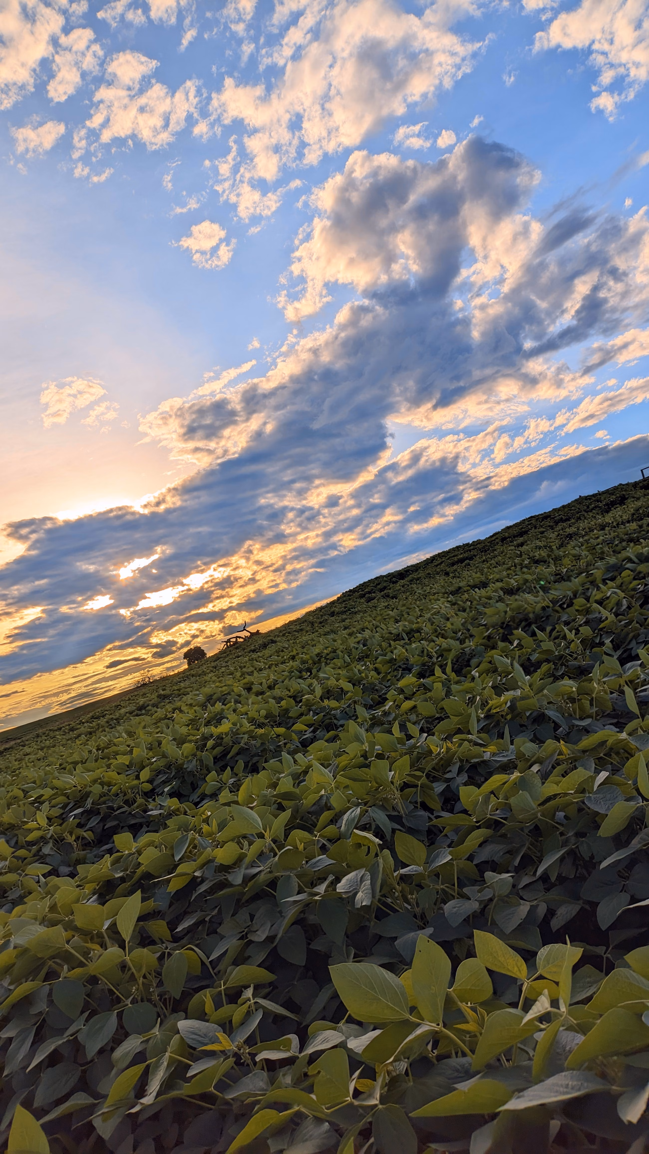 Fazenda à venda de 400 ha em Caracol, MS