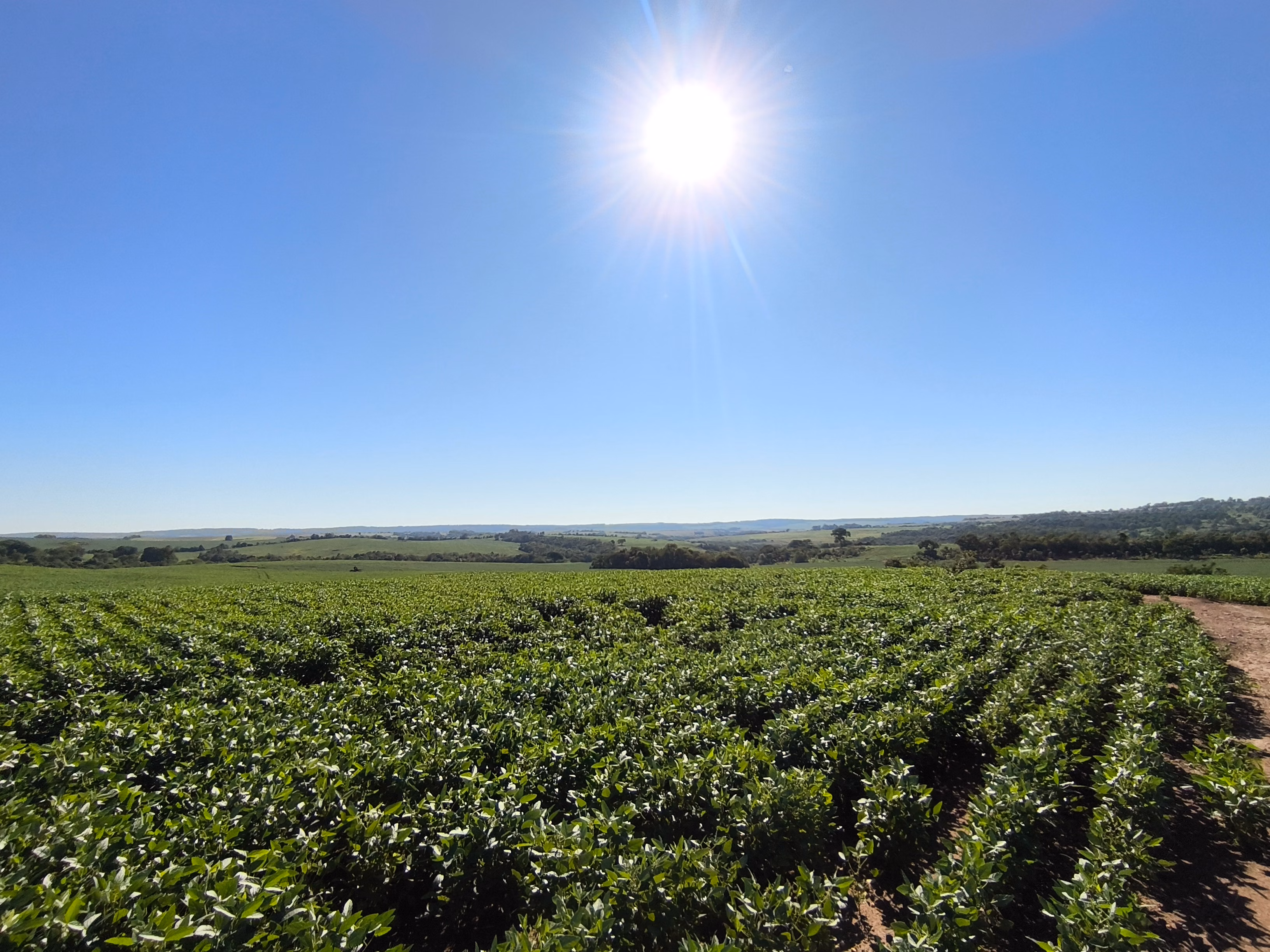 Fazenda à venda de 400 ha em Caracol, MS