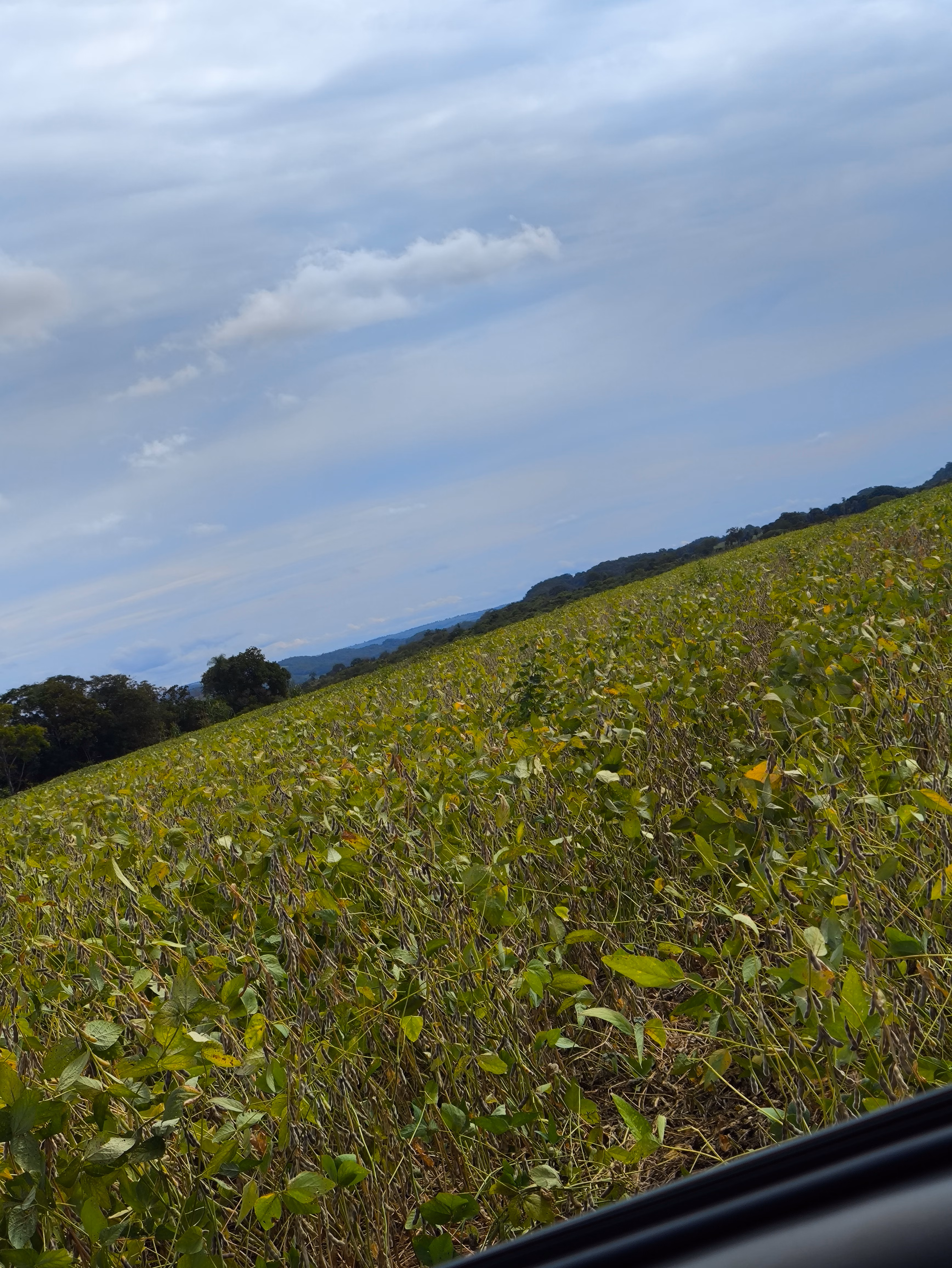 Fazenda à venda de 400 ha em Caracol, MS