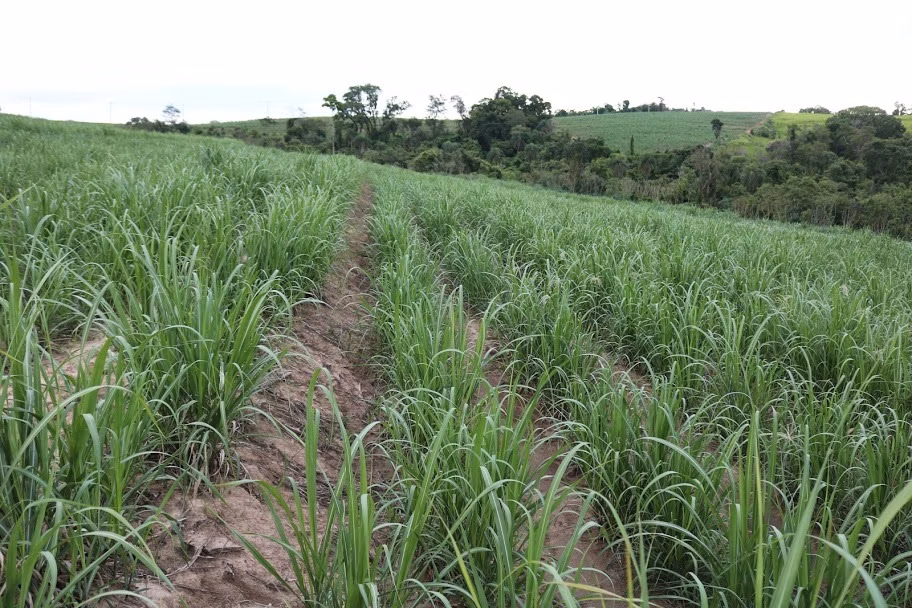 Plot of 31 acres in Boituva, SP, Brazil