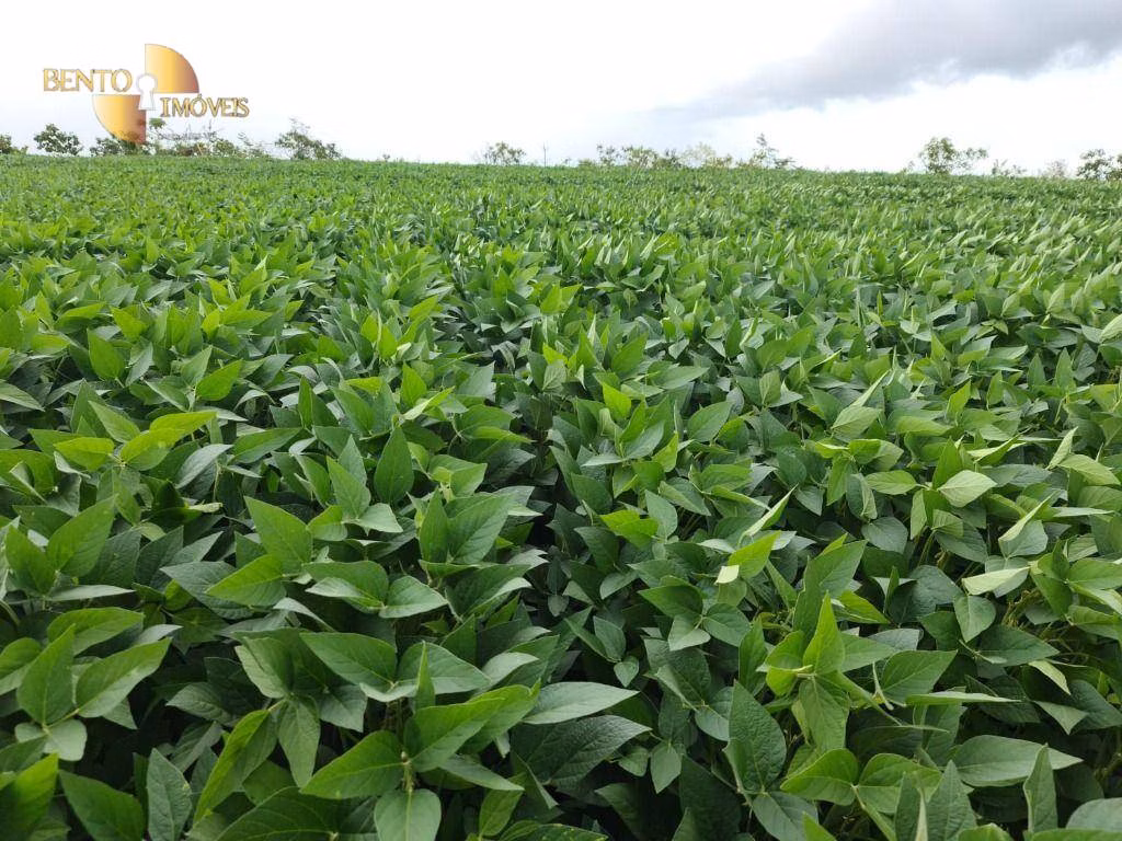 Fazenda de 1.349 ha em Primavera do Leste, MT