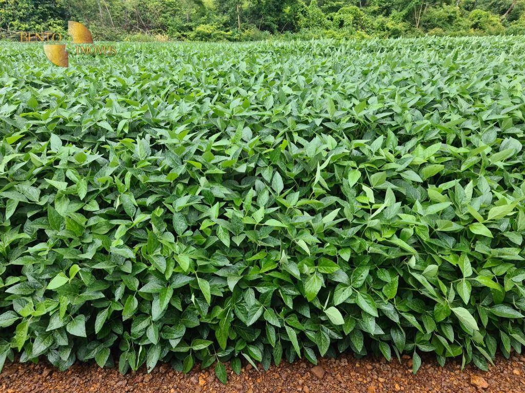 Fazenda de 1.349 ha em Primavera do Leste, MT