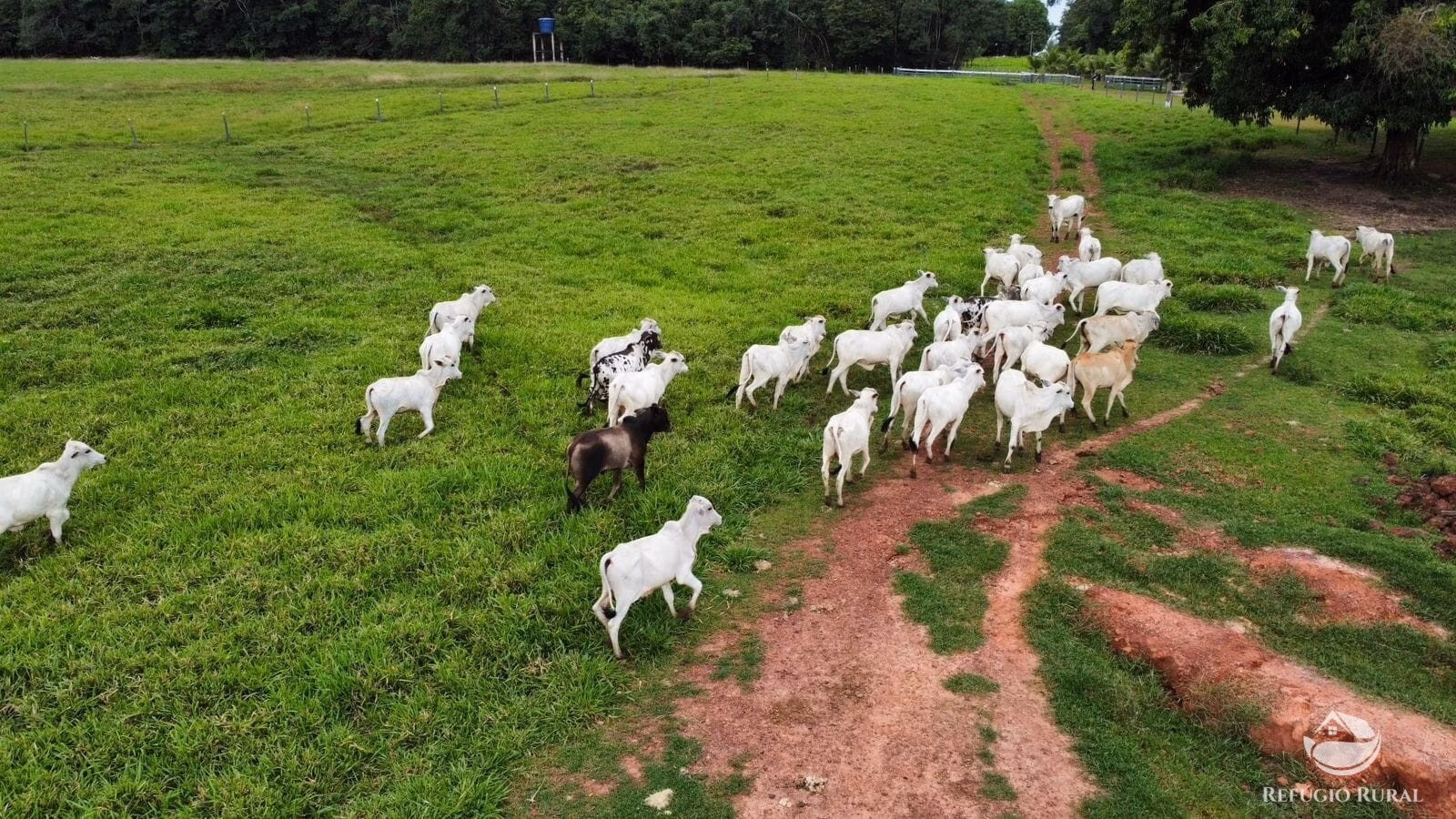 Fazenda de 1.563 ha em Porto Franco, MA