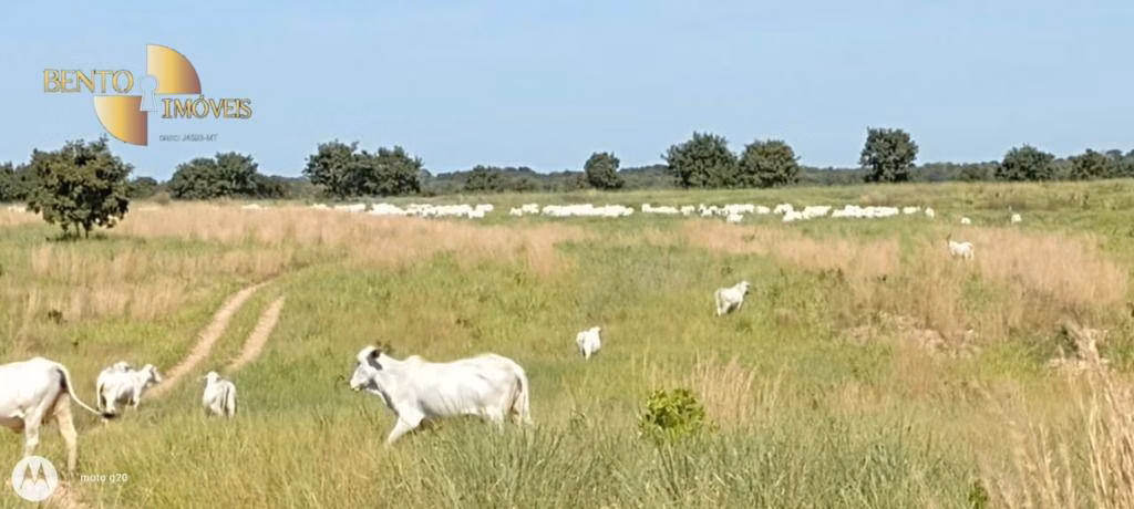 Fazenda de 1.000 ha em Poconé, MT