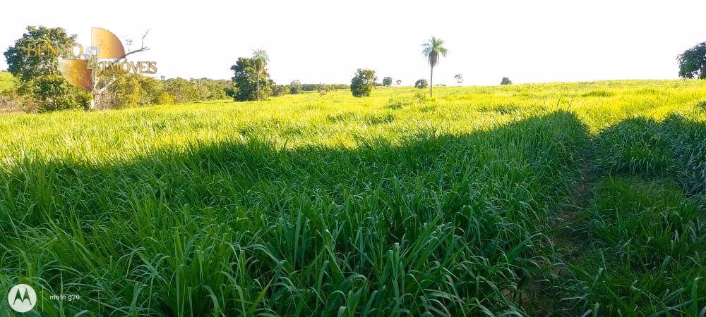 Fazenda de 1.000 ha em Poconé, MT
