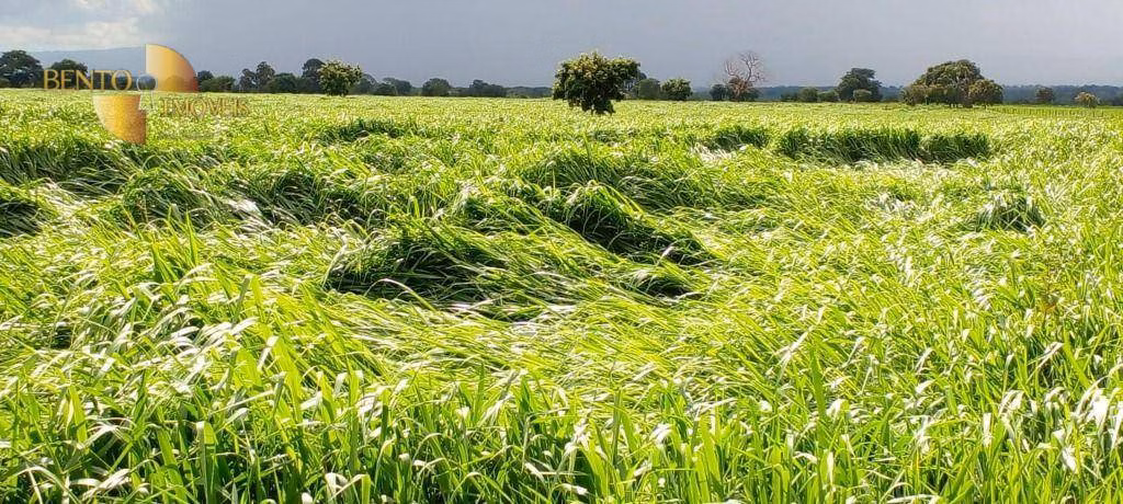 Fazenda de 1.000 ha em Poconé, MT