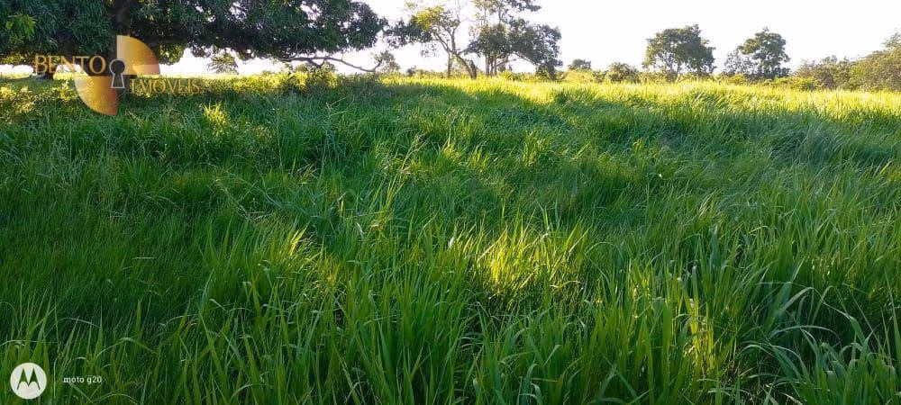 Fazenda de 1.000 ha em Poconé, MT