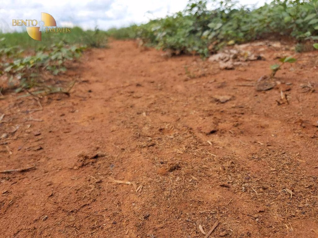 Fazenda de 1.000 ha em Poconé, MT