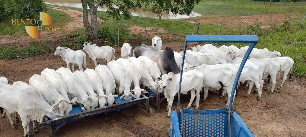 Fazenda de 1.000 ha em Poconé, MT