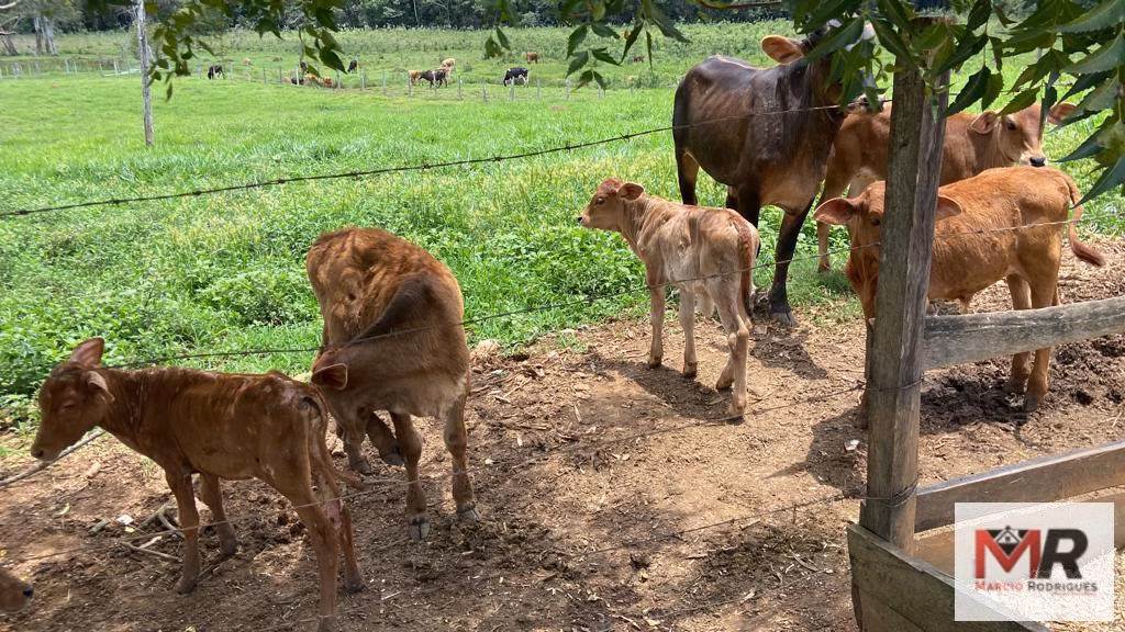 Sítio de 48 ha em São Gonçalo do Sapucaí, MG