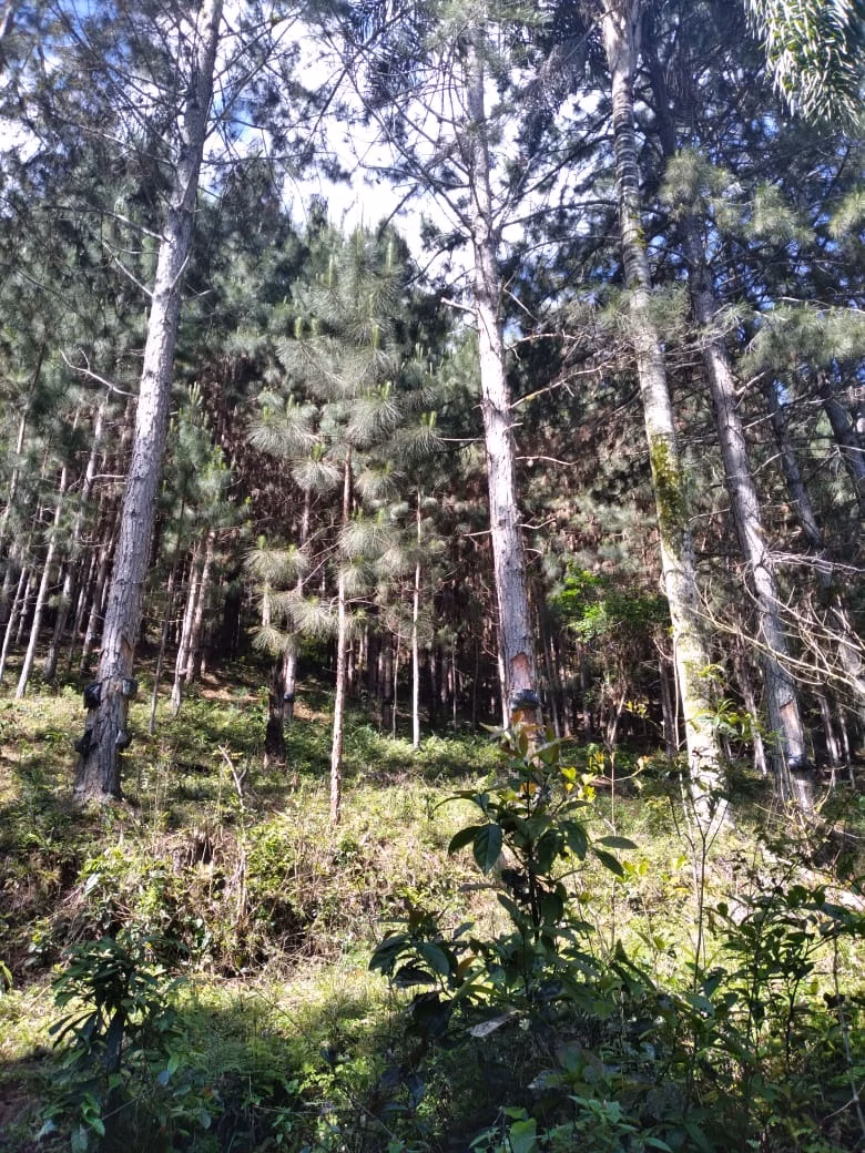 Fazenda de 169 ha em Guapiara, SP
