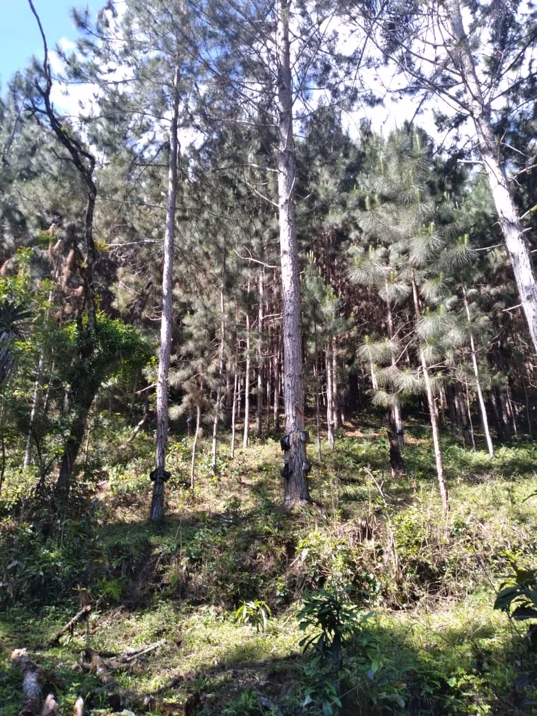 Fazenda de 169 ha em Guapiara, SP