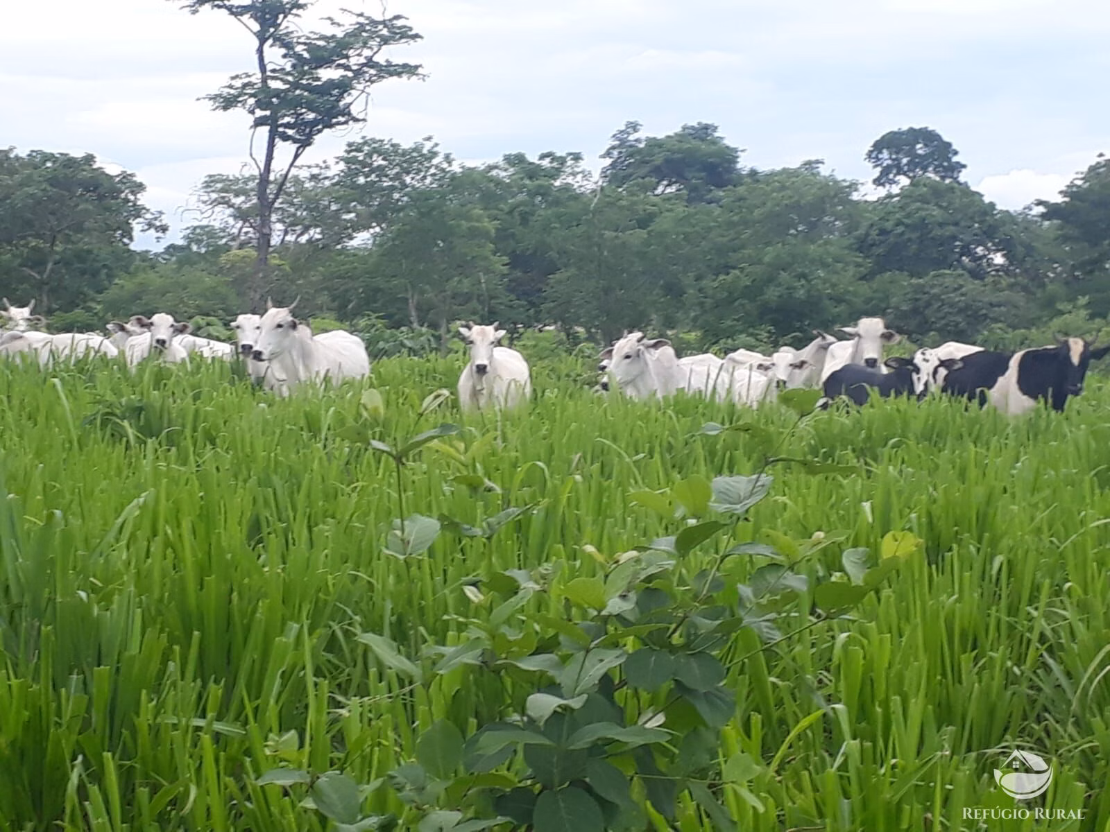 Fazenda de 411 ha em Buritizeiro, MG