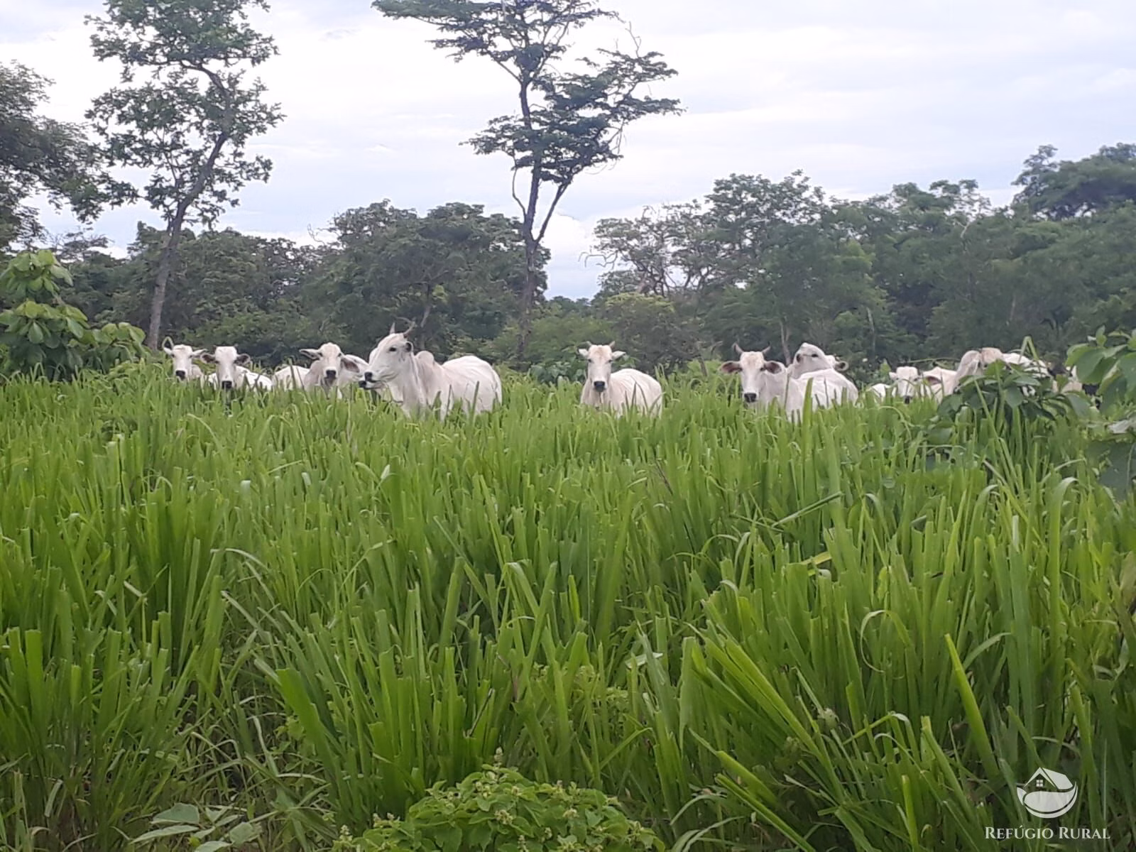 Farm of 1,016 acres in Buritizeiro, MG, Brazil