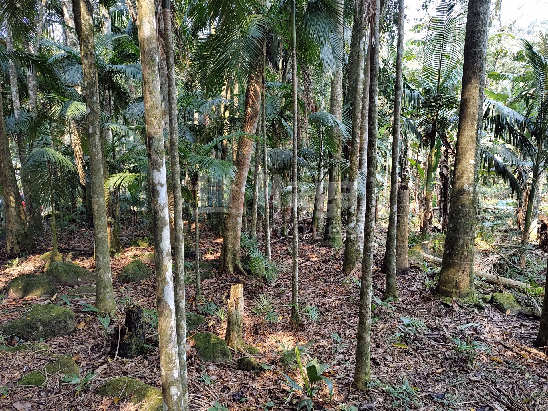 Chácara de 6.600 m² em Guabiruba, SC