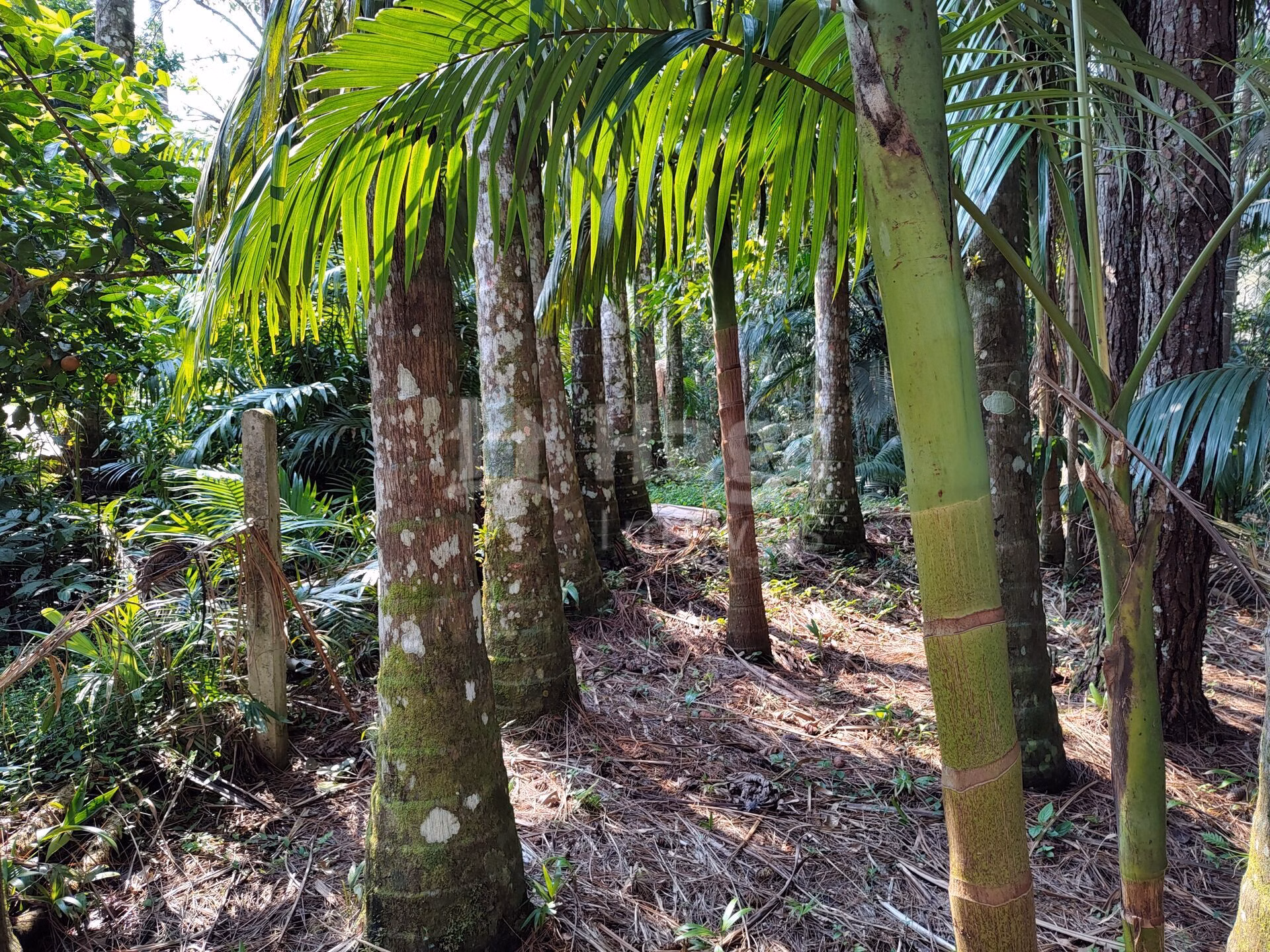 Chácara de 6.600 m² em Guabiruba, SC