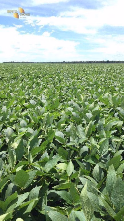 Fazenda de 6.580 ha em Cocalinho, MT