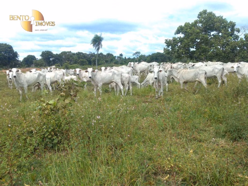 Fazenda de 1.600 ha em Várzea Grande, MT