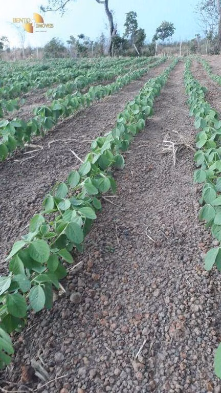 Fazenda de 4.033 ha em Porto Alegre do Norte, MT