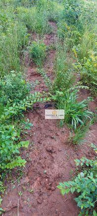Fazenda de 1.592 ha em Wanderlândia, TO