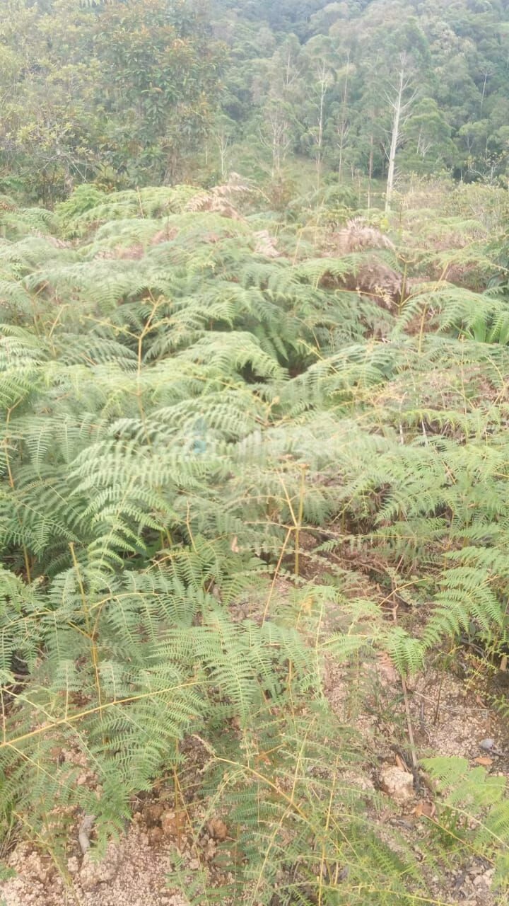 Terreno de 9 ha em Guabiruba, SC